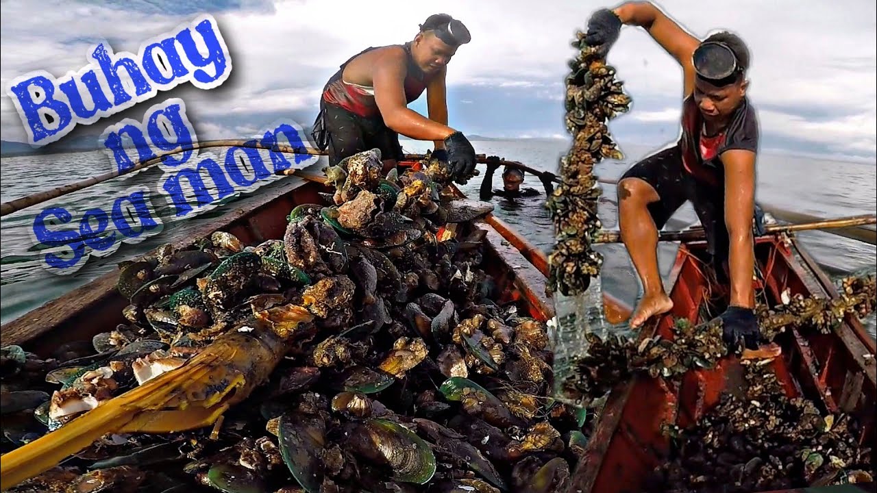 HARVESTING GREEN MUSSELS/TAHONG IN THE OCEAN CASIGURAN SORSOGON
