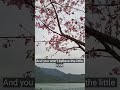 CHERRY IN BLOOM.#highlights #explore #viralshortvideo