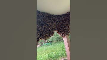 Catching Honey Bee Swarms Part 2 (Free Bees!!)