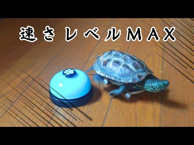 爆笑】だんだん速くなるスケボー亀【LOL! A skateboarding turtle gets