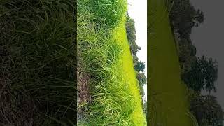 napatikana dege kigamboni naeneo lipo dege kigamboni kalibuni kigamboni kumenoga