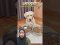 mau pilih makan yang mana⁉️@Dumplinglabrador #funny #pet #shortvideo