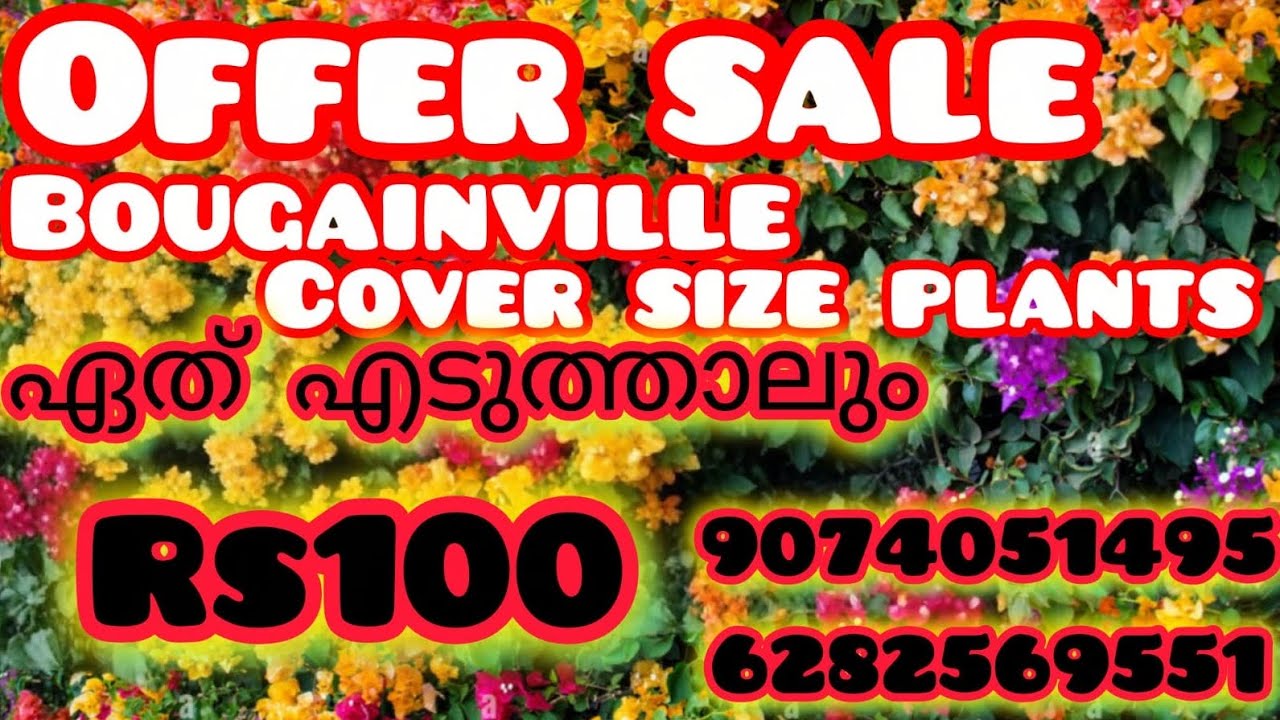 Bougainville plants stock clearance #ernakulam #rs100 for every variety 