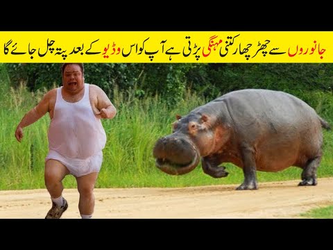 انسانوں اور جانوروں کی مزاحیہ ویڈیو جو آپ پہلی بار دیکھو گے | Super Funny Moment Human and Animal