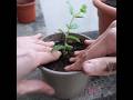 Grow INFINITE MINT #shorts