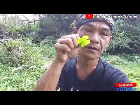 Video: Apa itu semanggi berdaun empat?