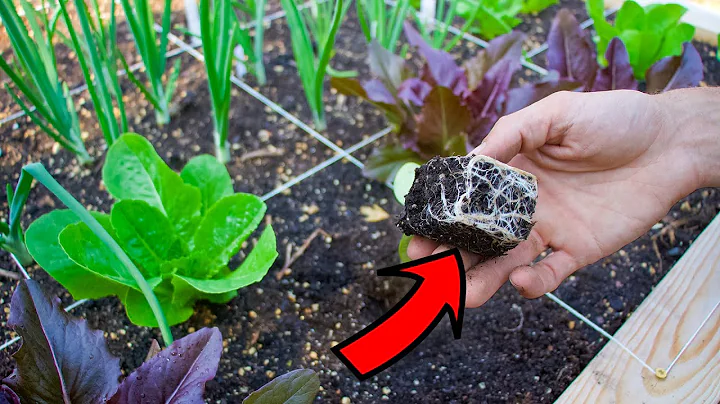 8 Beginner Gardening Mistakes You Must Avoid when Transplanting into the Garden
