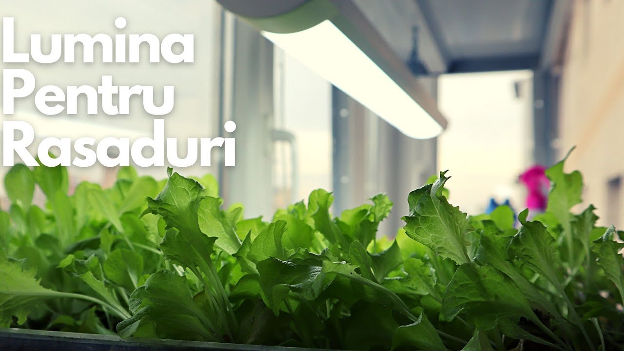 STOP Rasadurilor Alungite! - Foloseste Aceasta Metoda Pentru Rasaduri Sanatoase si Puternice