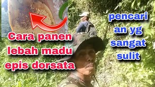 pencarian lebah apis dorsata6