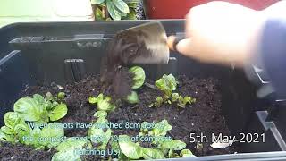 Planting Charlotte Potatoes in a container part 2