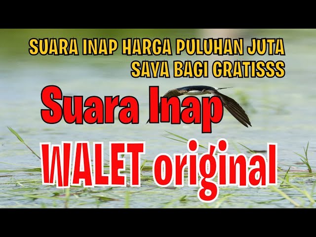 SUARA INAP WALET ORIGINAL - GRATIS class=