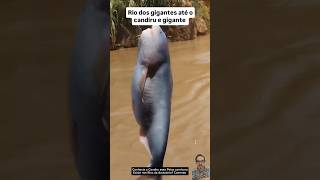 Candiru Enorme😱 #candiru #viral #viralvideo #pesca #pescaria #peixe #fish #fisher #amazônia rios #br