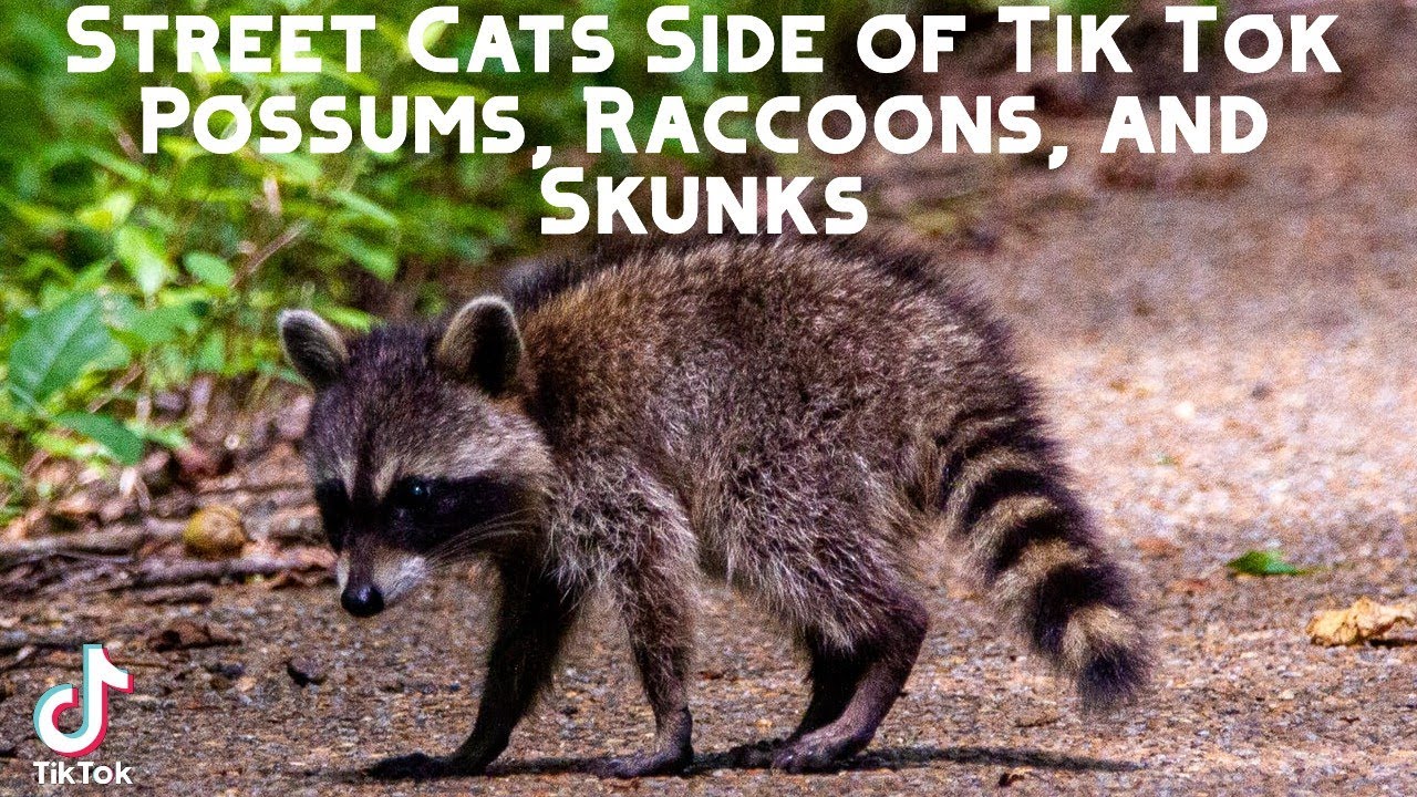 Street Cats Side of Tik Tok (Possums, Raccoons, and Skunks) YouTube