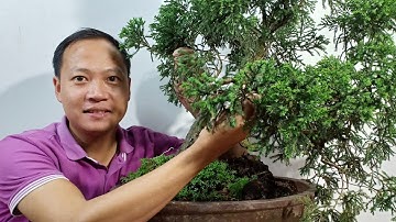 Cách Trồng Và Chăm Sóc Tùng Cối