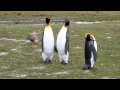King penguins courting at the start of mating season
