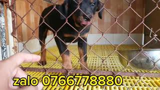 Chó rottweiler thuần chủng giá rẻ