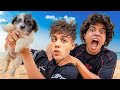 يوتيوبر مشهور سرق كلب القيصر 😱 يوتيوبر مشهور سرق كلب القيصر 😱