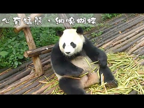 《熊貓早晚安》心有猛熊，細嗅蝴蝶 |iPanda熊貓頻道