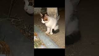 THE CAT LOST 8 LIVES🥶 #strong #cool #parents #amazing #shortvideo #fyp