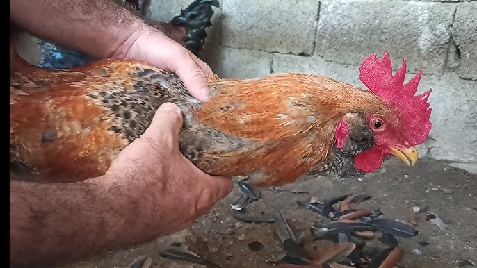 Bepul porno videolar Onlayn porno twerking