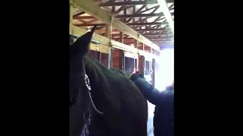 Tipsy Meets the Chiropractor!