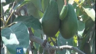 Peru to export 100,000 tons of avocados per year to China