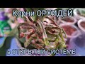 06.04.21.ОРХИДЕИ в открытой системе без грунта.