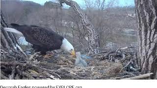 04 13 19~Decorah Eagle Cam~DM 2 goes fishing and brings home breakfast.