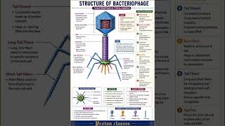 🦠 Structure of Bacteriophage Explained | Virus Structure | NEET Biology | Proton Classes
