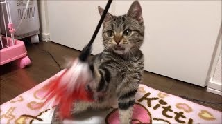 激アツの甘えん坊モードに突入してしまった子猫