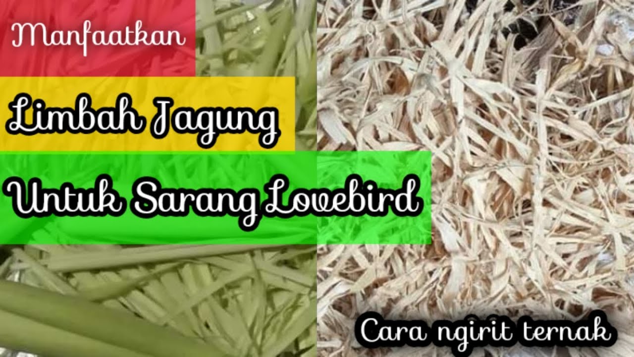 Manfaat limbah kulit jagung untuk lovebird Sarang 