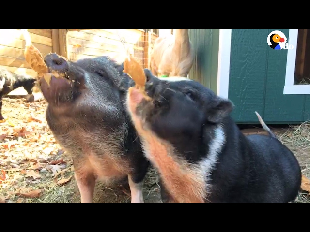 Rescue Pigs Cant Stop Eating Peanut Butter | The Dodo