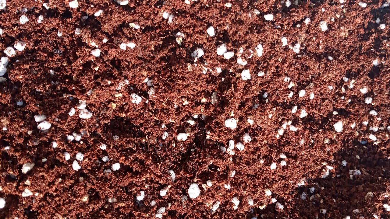 Sukulent bebekleri için toprak hazırlama