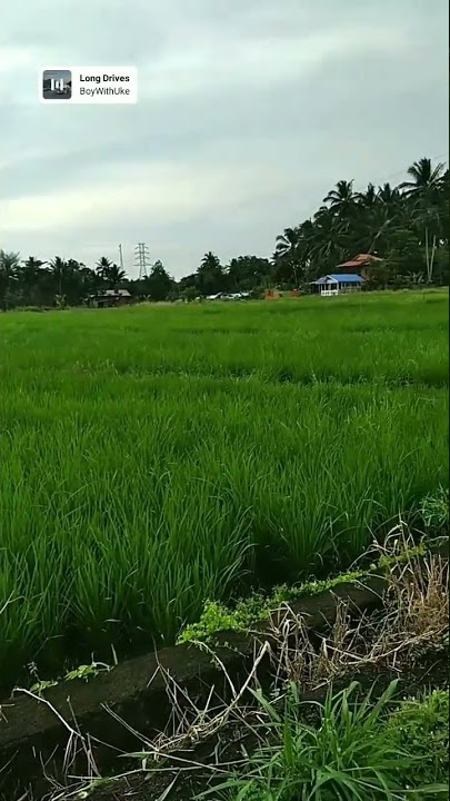 'Story wa Pemandangan sawah'