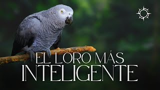 Descubriendo la Inteligencia del Loro Gris Africano I Mundo Animal | Orígenes