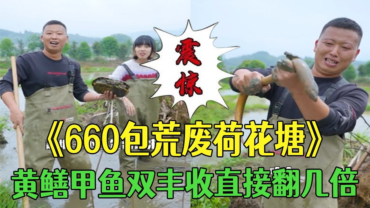 花660塊包荒廢荷花塘，黃鳝甲魚雙豐收直接翻幾倍  #小飛哥  #三農 #護外  #我要上熱門 #新農人計劃 #農村生活