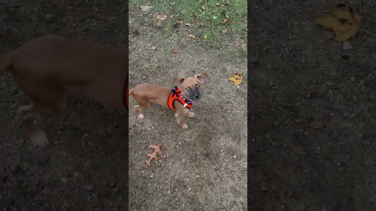 Video of adoptable pet named Spider C Moore