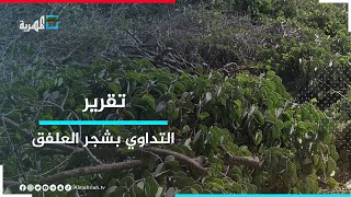 شجرة العلفق.. دواء عشبي ينتشر في مناطق لحج