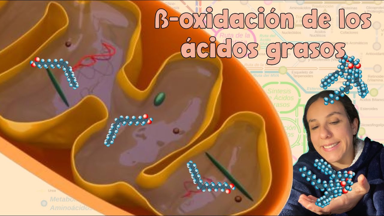 Beta oxidación de los ácidos grasos - 2º Bachiller - Bio[ESO]sfera