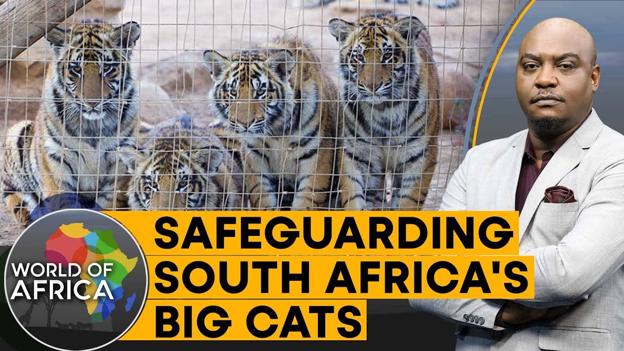 South Africa to ban big cat trade? | World of Africa
