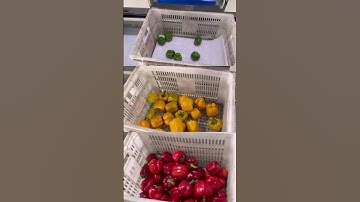 4 Lane bell pepper optical sorting line capasicum grading machine color weight calibration grader