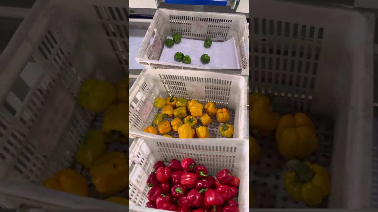 4 Lane bell pepper optical sorting line capasicum grading machine color weight calibration grader