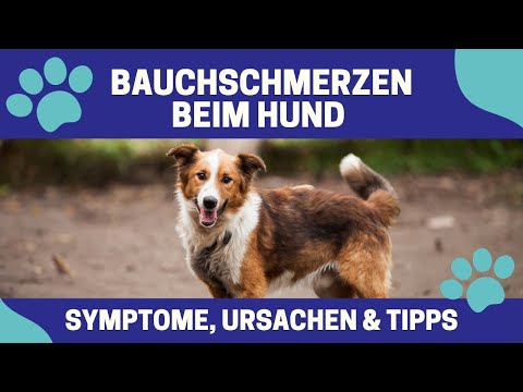 Video: Schmerzender Bauch Bei Hunden