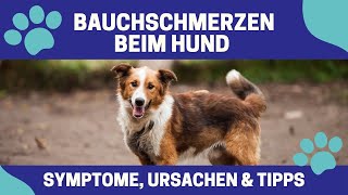 Bauchschmerzen beim Hund  Symptome, Ursachen und Tipps