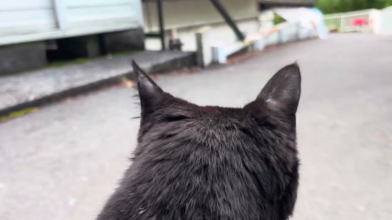 ༺ 黒ねこ༻ 坂道で追いかけてくる黒ねこちゃん No.1190 2026年 5月 16