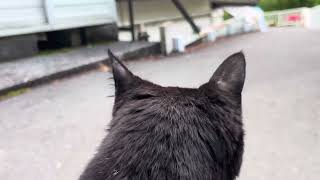 くろねこ 坂道で追いかけてくる黒ねこちゃん No.1190 2026年 5月 16