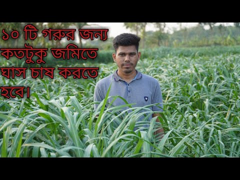 ভিডিও: ঘাসের নীচে