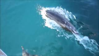 Дельфины Геленджик. Прогулка на яхте с Дельфинами в Геленджике