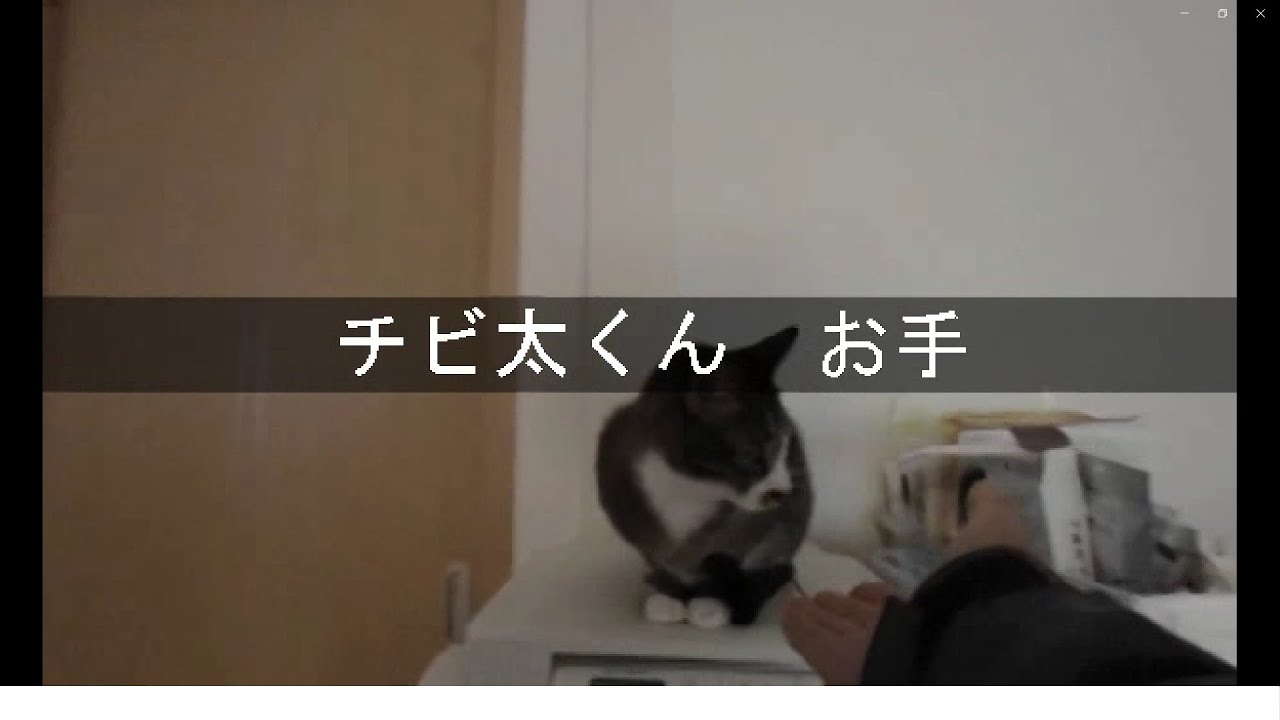 チビ太くん　お手