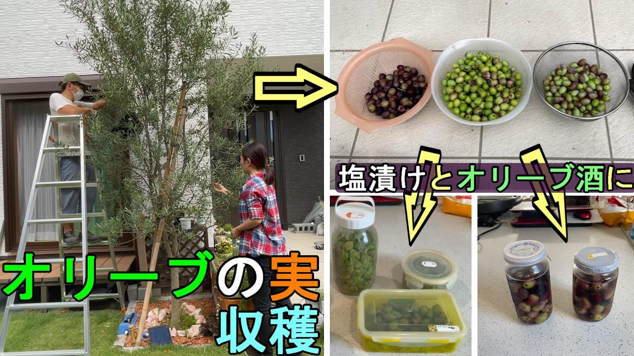 オリーブ オリーブの実を収穫し 塩漬けとオリーブ酒を作りました Youtube